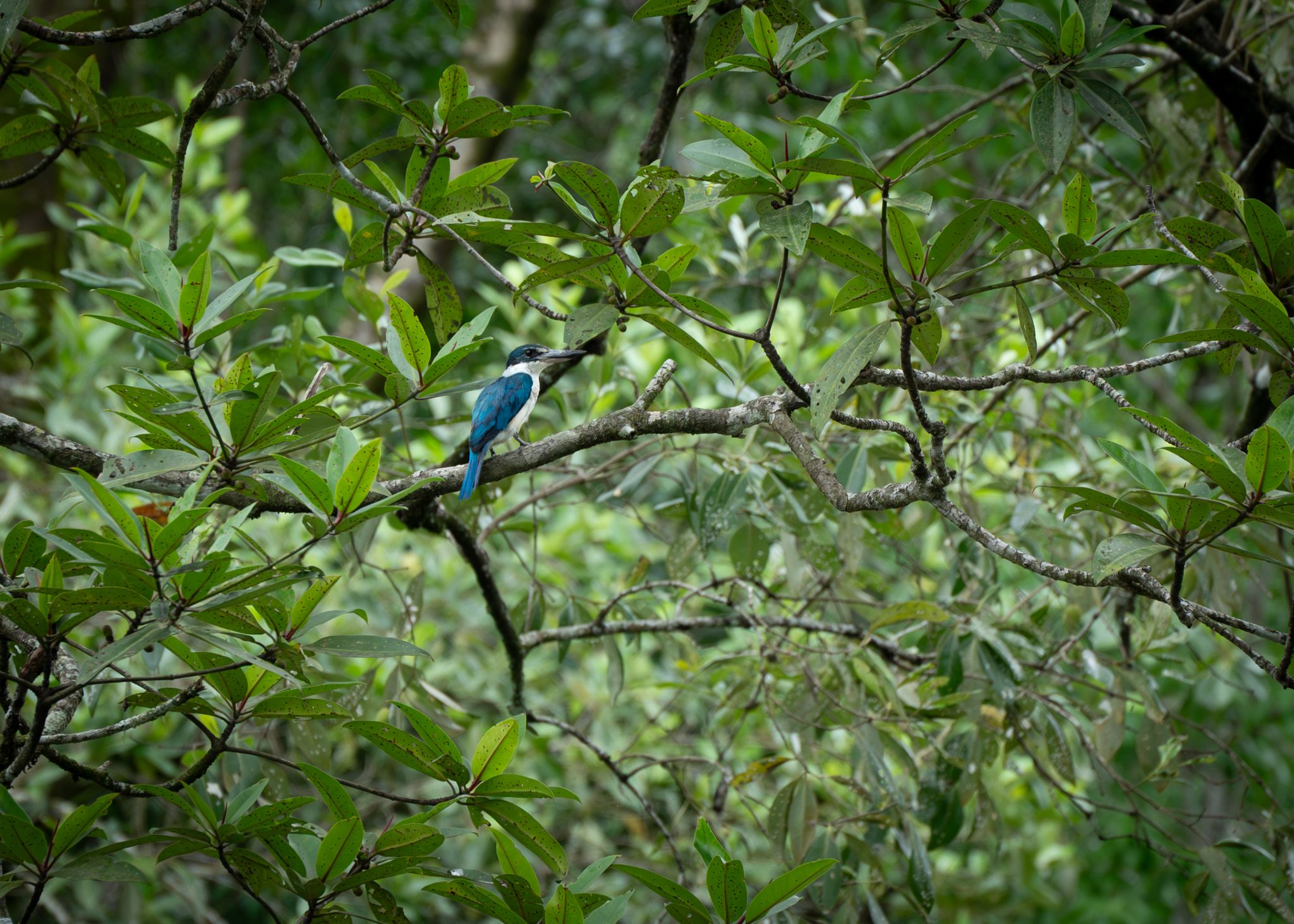 Halsbandliest Todiramphus chloris